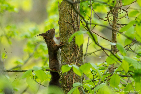 Écureuil roux — Sciurus vulgaris Linnaeus, 1758