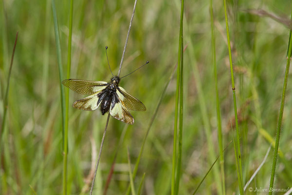 Ascalaphe soufré (Libelloides coccajus) (Pihourc, Saint-Godens (31), France, le 16/05/2019)