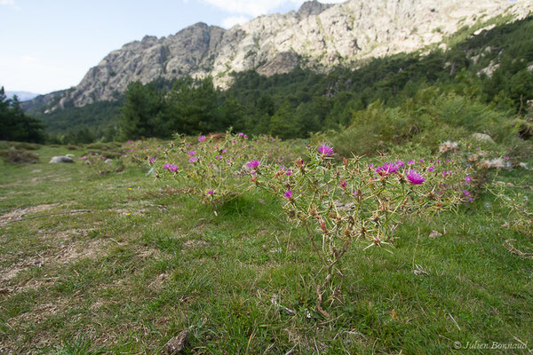 Centaurée chausse-trape — Centaurea calcitrapa L., 1753, (Foret d'Aitone, Évisa (2A), France, le 11/09/2019)