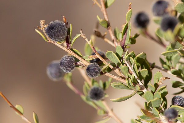 Globulaire alypum — Globularia alypum L., 1753, (Tafraoute, (Souss-Massa), Maroc, le 05/02/2023)