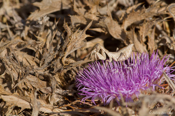 Ameles spallanzania (Rossi, 1792), (femelle adulte), (Vila do Bispo, (Algarve), Portugal, le 30/08/2018)