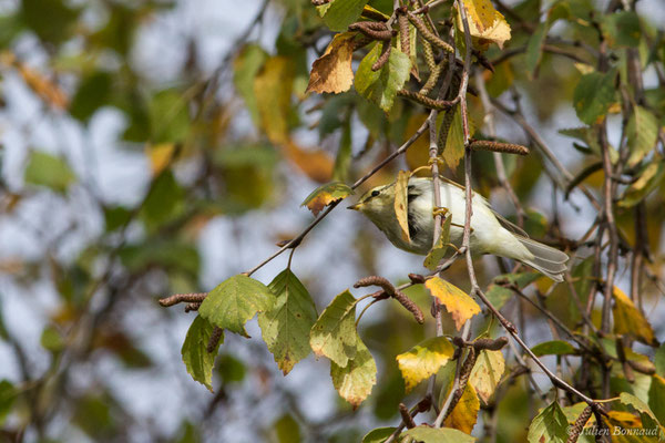 Pouillot à grands sourcils (Phylloscopus inornatus) (Hélioparc, Pau (64), France, le 18/12/2018)