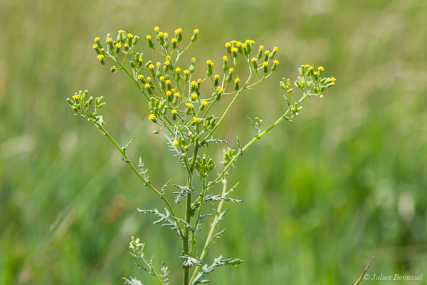 Sénéçon des bois — Senecio sylvaticus L., 1753, (La Brède (33), France, le 11/06/2019)