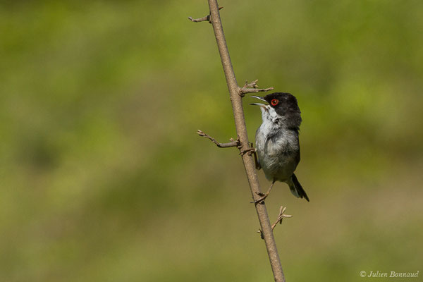 Fauvette mélanocéphale — Curruca melanocephala (Gmelin, JF, 1789), (mâle adulte) (Bidart (64), France, le 22/05/2019)