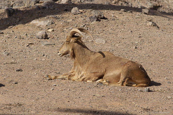 Mouflon à manchettes – Ammotragus lervia (Pallas, 1777), (Oasis Park, Fuerteventura, (Iles Canaries, Espagne), le 16/02/2022)