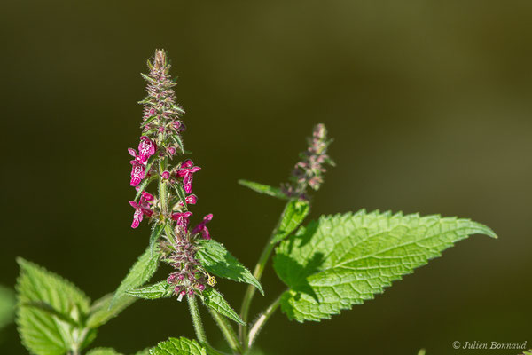 Épiaire des bois ou Ortie à crapauds – Stachys sylvatica L., 1753, (Loubieng (64), France, le 29/04/2020)