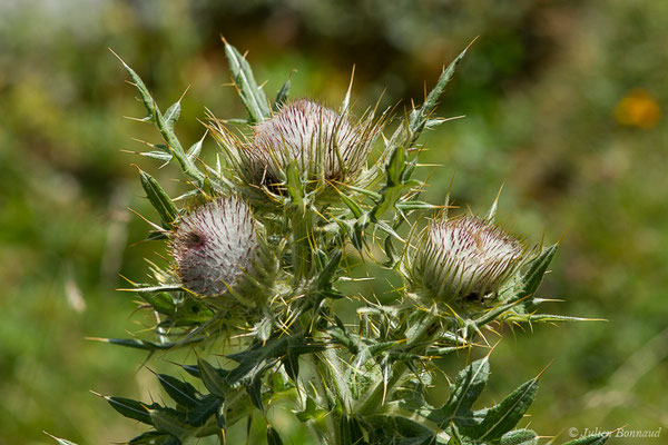 Cirse laineux ou Cirse aranéeux — Cirsium eriophorum (L.) Scop., 1772