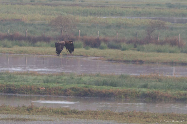 Haliaeetus albicilla (Linnaeus, 1758), (Réserve de chasse et de faune sauvage de Lesgau, Saint-Martin-de-Seignanx (40), France, le 22/11/2025)