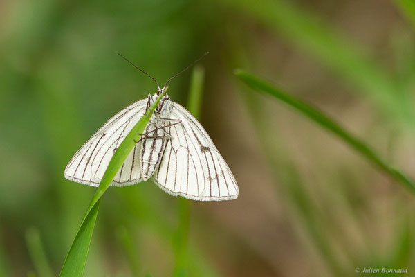 Phalène blanche — Siona lineata (Scopoli, 1763), (fort du Portalet, Etsaut (64), France, le 26/05/2022)