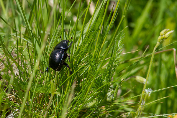 Géotrupe des bois — Anoplotrupes stercorosus (Hartmann in Scriba, 1791), (Sers (65), France, le 07/06/2019)