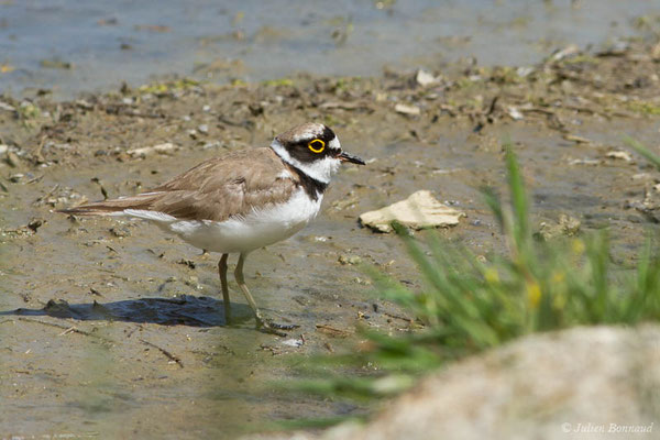 Petit Gravelot — Charadrius dubius Scopoli, 1786, (réserve ornithologique du Teich (33), France, le 23/05/2021)