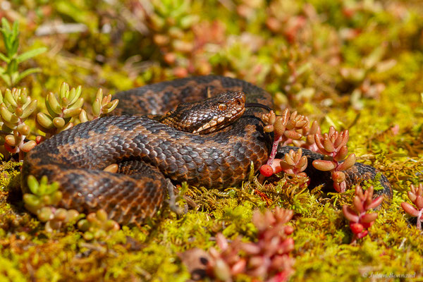 Vipère aspic de Zinniker – Vipera aspis zinnikeri (Kramer, 1958), (Borce (64), France, le 28/05/2024)