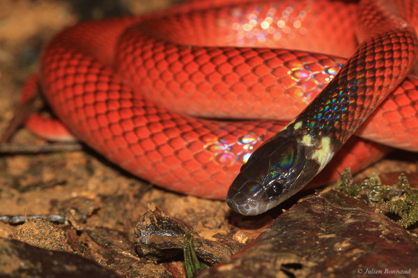 Drépanoïde anormal — Drepanoides anomalus (Jan, 1863), ( Réserve biologique intégrale de Lucifer Dékou Dékou, Saint-Laurent-du-Maroni, Guyane, le 29/02/2016)