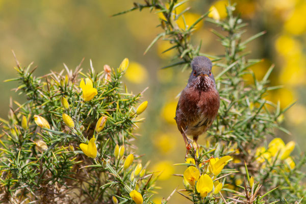 Fauvette pitchou — Curruca undata (Boddaert, 1783), (Saint-Martin-d'Oney (40), France, le 17/04/2025)