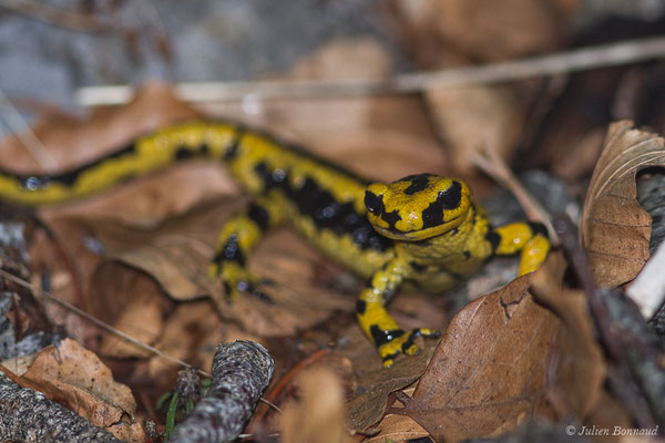 Salamandre tachetée — Salamandra salamandra fastuosa (Schreiber, 1912), (adulte) (La Pierre Saint-Martin (64), France, le 18/05/2020)