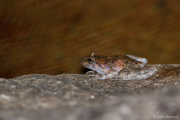 Discoglosse Corse — Discoglossus montalentii Lanza, Nascetti, Capula & Bullini, 1984, (Asco (2B), France, le 10/09/2019)