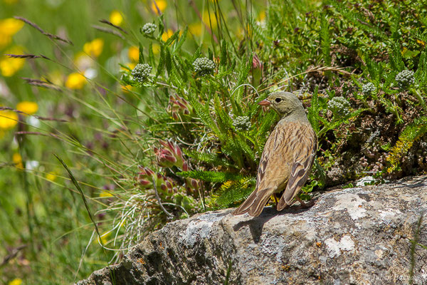 Bruant ortolan — Emberiza hortulana Linnaeus, 1758, (mâle adulte) (Col du Pourtalet, Laruns (64), France, le 22/06/2019)