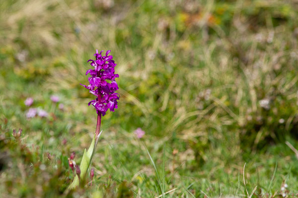 Orchis mâle — Orchis mascula (L.) L., 1755, (Station de ski de La Pierre Saint-Martin, Arette (64), France, le 30/05/2022)