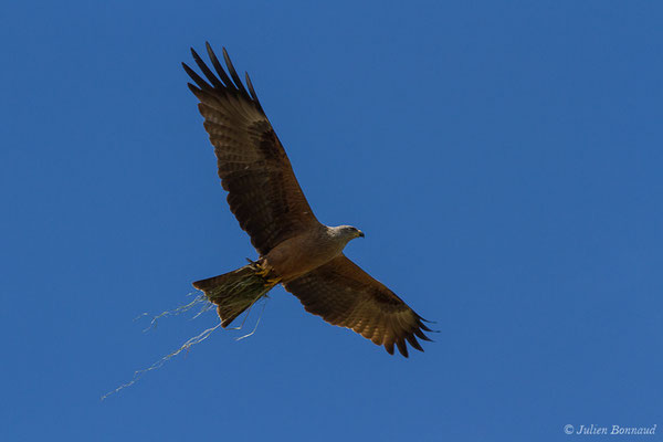 Milan noir – Milvus migrans (Boddaert, 1783), (Monein (64), France, le 21/05/2020)