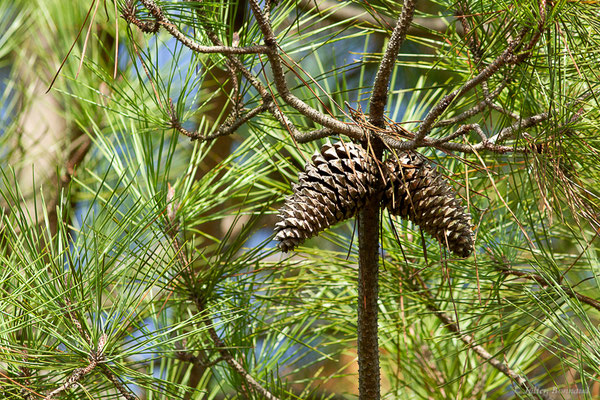 Pin maritime — Pinus pinaster Aiton, 1789, (Mont-de-Marsan (40), France, le 07/10/2022)