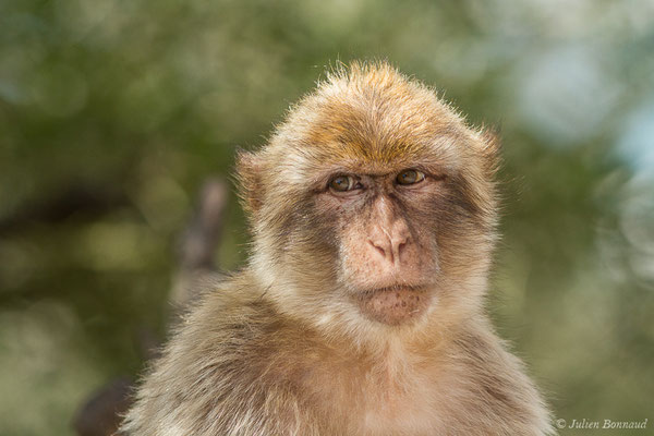 Magot, Macaque berbère, Macaque de Barbarie – Macaca sylvanus (Linnaeus, 1758), (Tarifa (Andalousie), Espagne, le 02/08/2020)