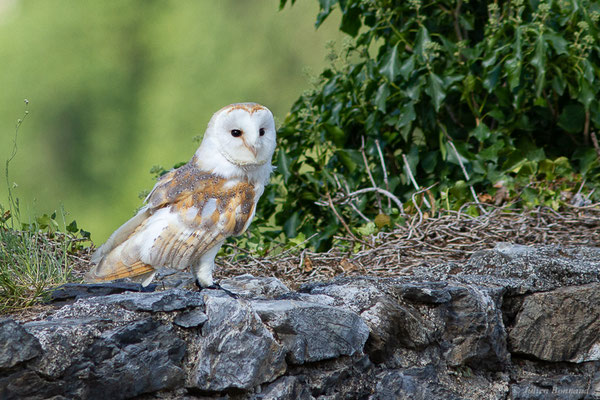 Effraie des clochers, Chouette effraie — Tyto alba (Scopoli, 1769), (Donjon des aigles, Baucens (65), France, le 28/08/2022)