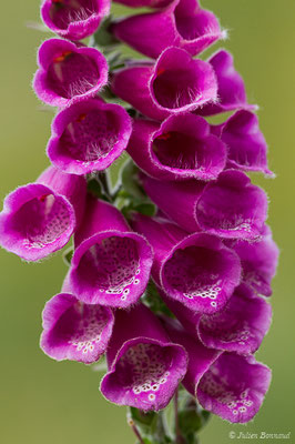 Digitale pourpre, Gantelée (Digitalis purpurea) (lac d'Ayous, Laruns (64), France, le 13/07/2019)