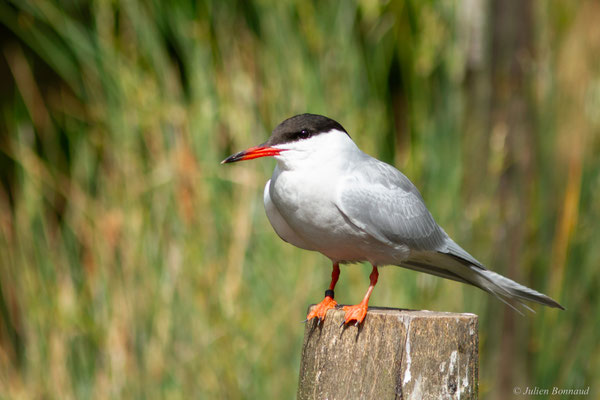 Sterne pierregarin — Sterna hirundo Linnaeus, 1758