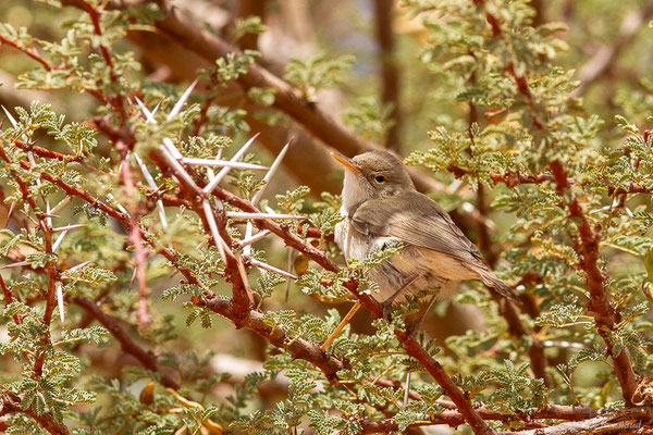 Hypolaïs obscure — Iduna opaca (Cabanis, 1850), (Msseyed (Guelmim-Oued Noun), Maroc, le 29/03/2024)