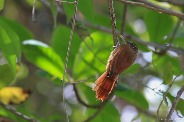 Grimpar talapiot — Dendroplex picus (Gmelin, 1788)