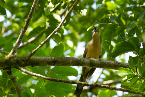 Coulicou de Vieillot — Coccyzus melacoryphus Vieillot, 1817