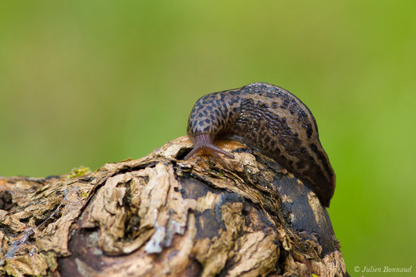 Limace léopard — Limax maximus Linnaeus, 1758