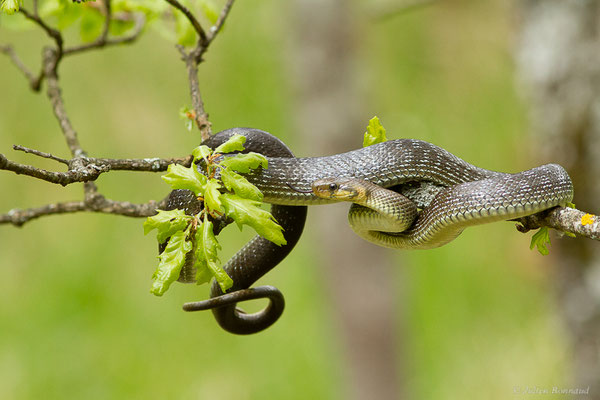 Couleuvre d'Esculape — Zamenis longissimus (Laurenti, 1768)