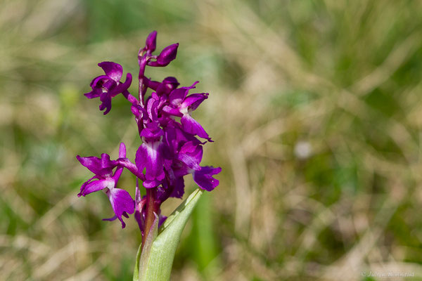 Orchis mâle — Orchis mascula (L.) L., 1755, (Station de ski de La Pierre Saint-Martin, Arette (64), France, le 30/05/2022)