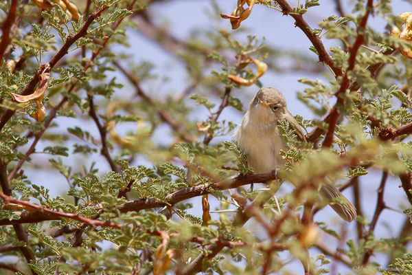 Hypolaïs obscure — Iduna opaca (Cabanis, 1850), (Msseyed (Guelmim-Oued Noun), Maroc, le 29/03/2024)