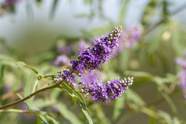 Gattilier ou Poivre sauvage — Vitex agnus-castus L., 1753, (Castelló d'Empúries (Catalogne), Espagne, le 13/07/2023)