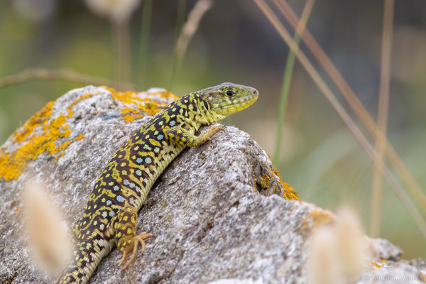 Lézard ocellé — Timon lepidus (Daudin, 1802), (femelle adulte), (Tarnos (64), France), le 05/06/2025)