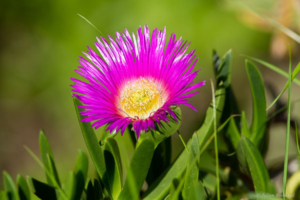 Ficoïde douce ou Griffe de sorcière — Carpobrotus edulis (L.) N.E.Br., 1926, (Oualidia (Casablanca-Settat), Maroc, le 21/01/2023)