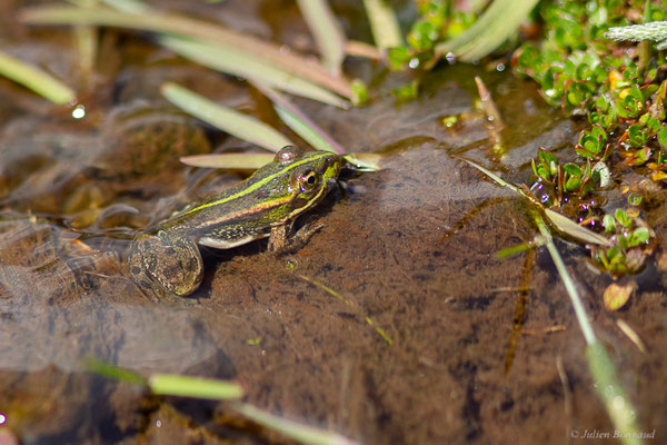 Grenouille de Pérez — Pelophylax perezi (Seoane, 1885), (Parc naturel du lac de Sanabria (Zamora), Espagne, le 05/07/2022)