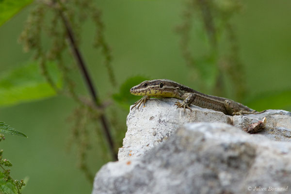 Lézard des murailles — Podarcis muralis (Laurenti, 1768), (Chemin de la Mâture, Etsaut (64), France, le 11/07/2018)