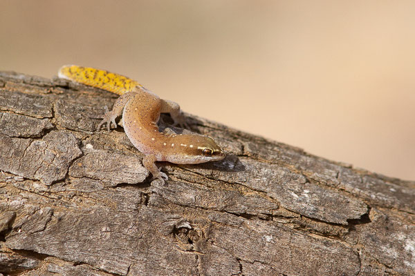 Saurodactyle de Brosset — Saurodactylus brosseti Bons & Pasteur, 1957