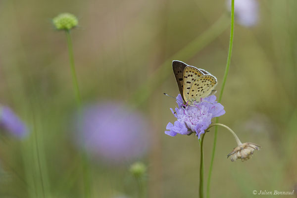 Cuivré fuligineux — Lycaena tityrus (Poda, 1761), (mâle) (Périgueux (24), France, le 08/08/2018)