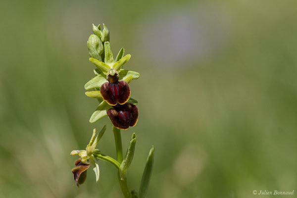 Ophrys araignée ou Oiseau-coquet — Ophrys aranifera Huds., 1778, (Fort du Portalet, Etsaut (64), France, le 16/04/2021)