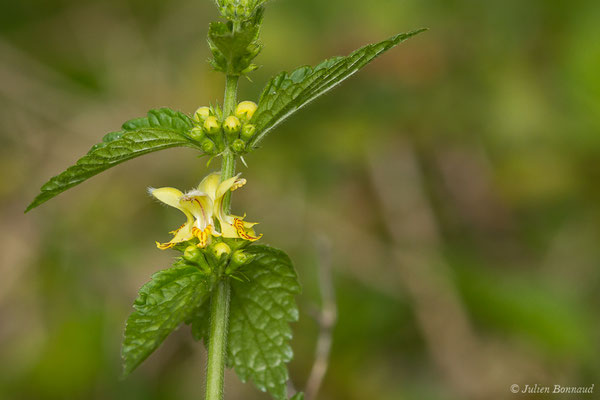 Lamier jaune, Lamier Galéobdolon — Lamium galeobdolon (L.) L., 1759