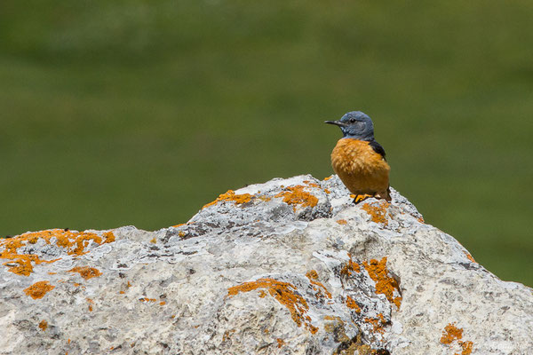 Monticole de roche — Monticola saxatilis (Linnaeus, 1766), (mâle adulte) (Col du Pourtalet, Laruns (64), France, le 22/06/2019)