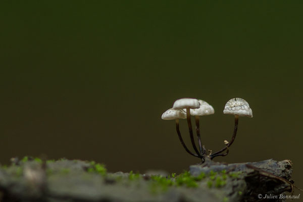 Marasme petite roue (Marasmius rotula) (Lacq (64), France, le 02/07/2020)