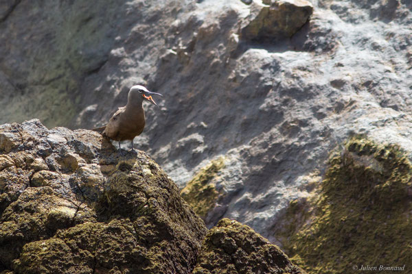 Noddi brun — Anous stolidus (Linnaeus, 1758)