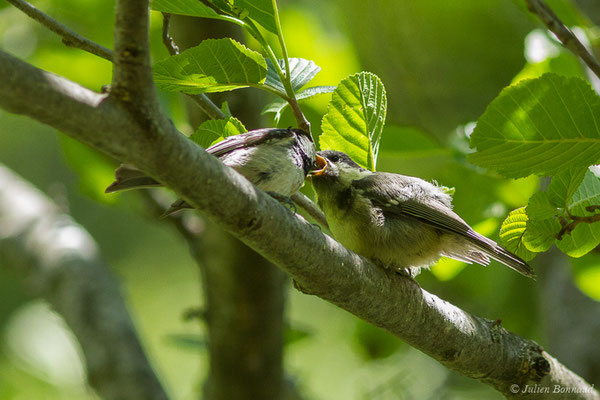 Mésange noire — Periparus ater (Linnaeus, 1758), (Sers (65), France, le 07/06/2019)