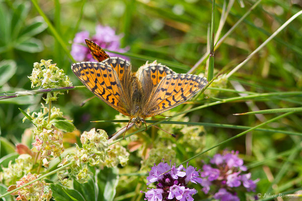 Nacré subalpin — Boloria pales (Denis & Schiffermüller, 1775), (Station de ski de Gourette, Eaux-Bonnes (64), France, le 29/07/2020)