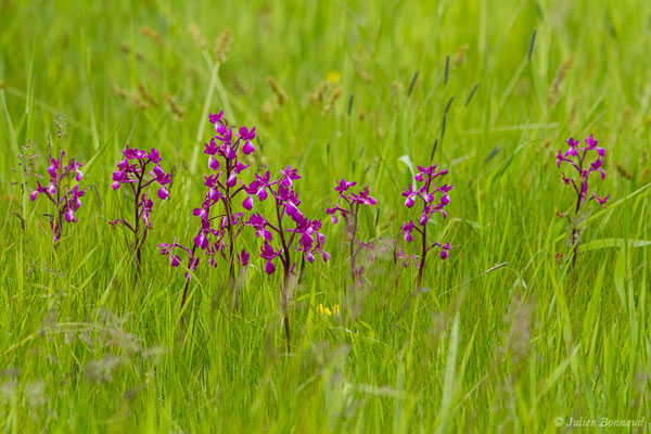Orchis à fleurs lâches — Anacamptis laxiflora (Lam.) R.M.Bateman, Pridgeon & M.W.Chase, 1997